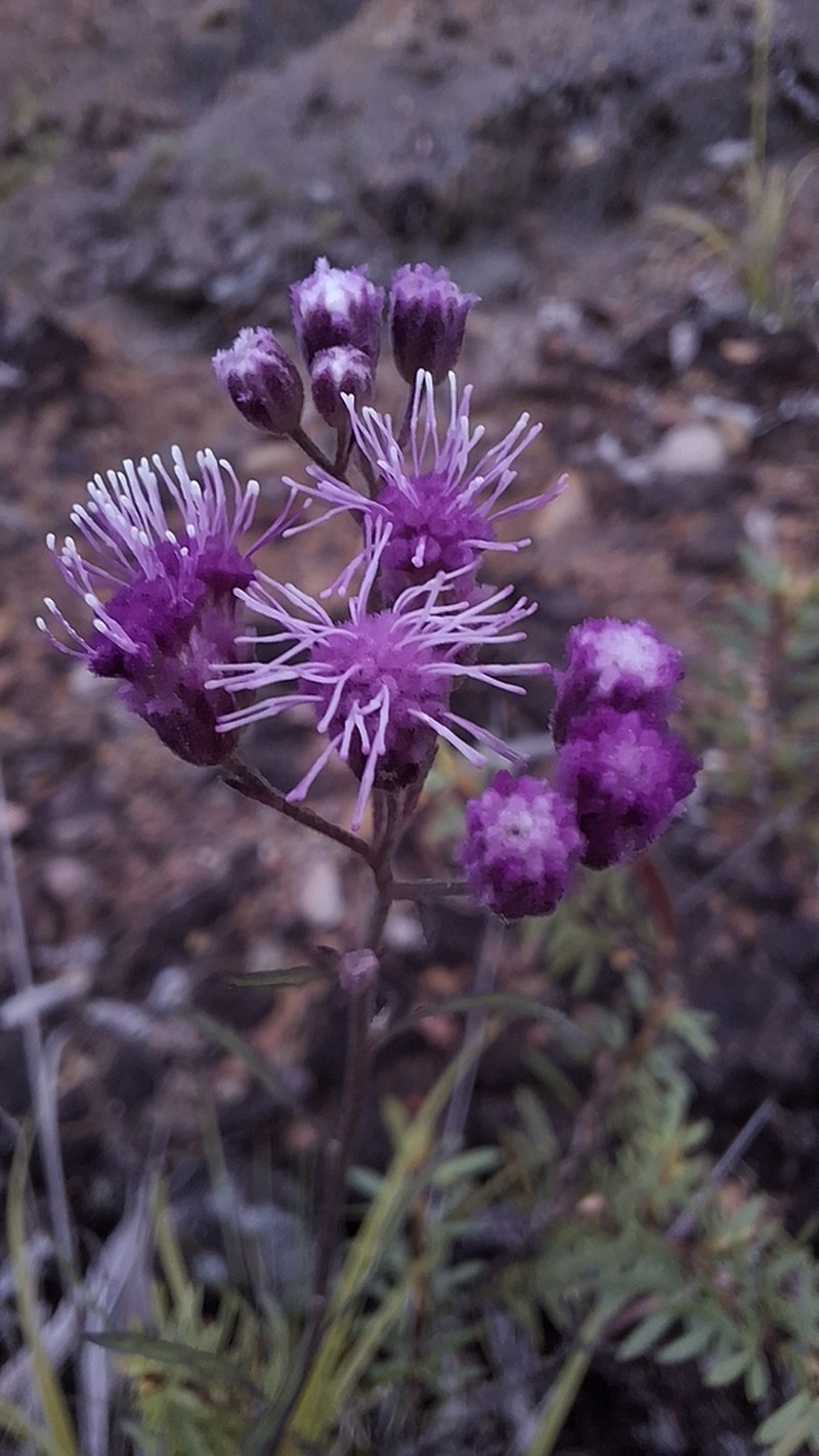 Trichogonia arguta photo 3