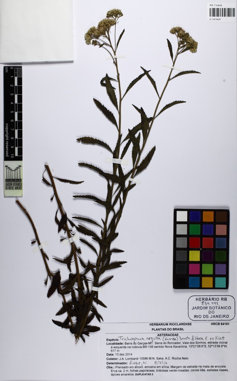 Trichogonia arguta photo 5