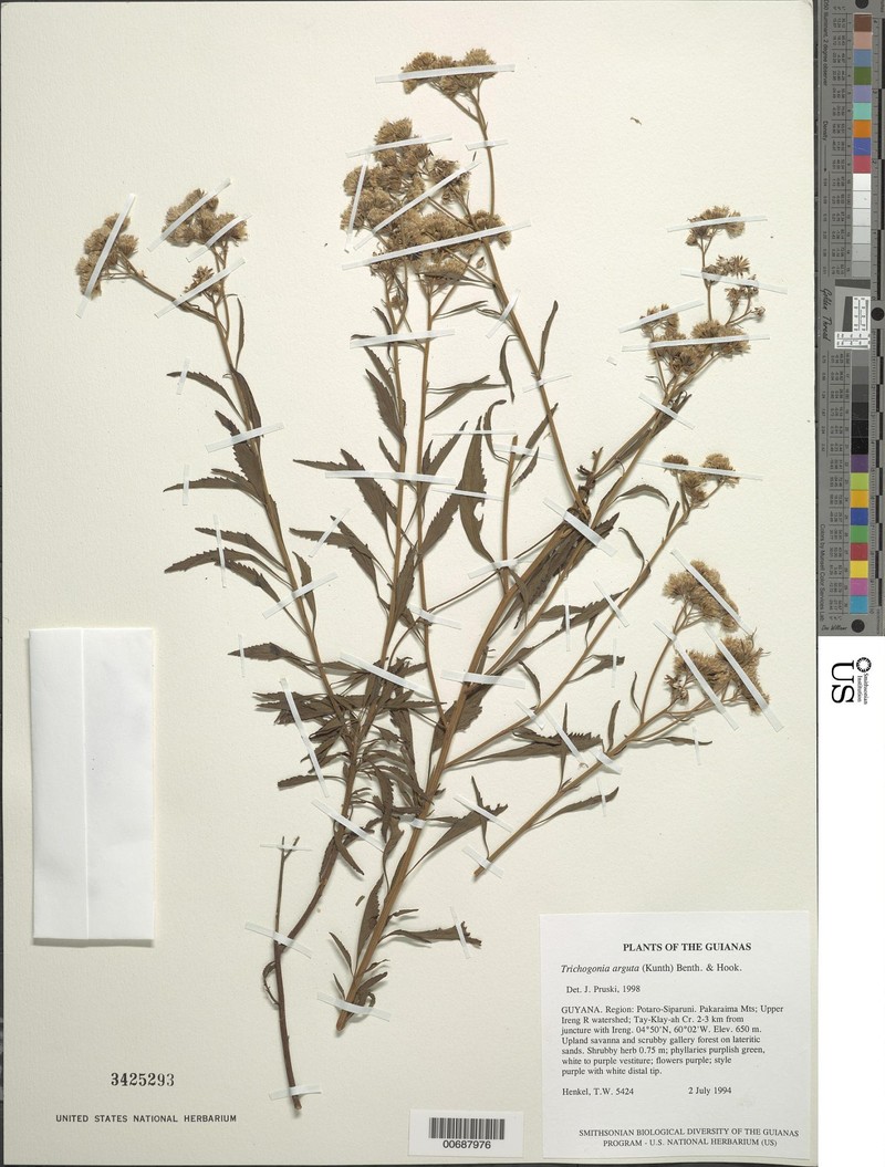 Trichogonia arguta photo 6