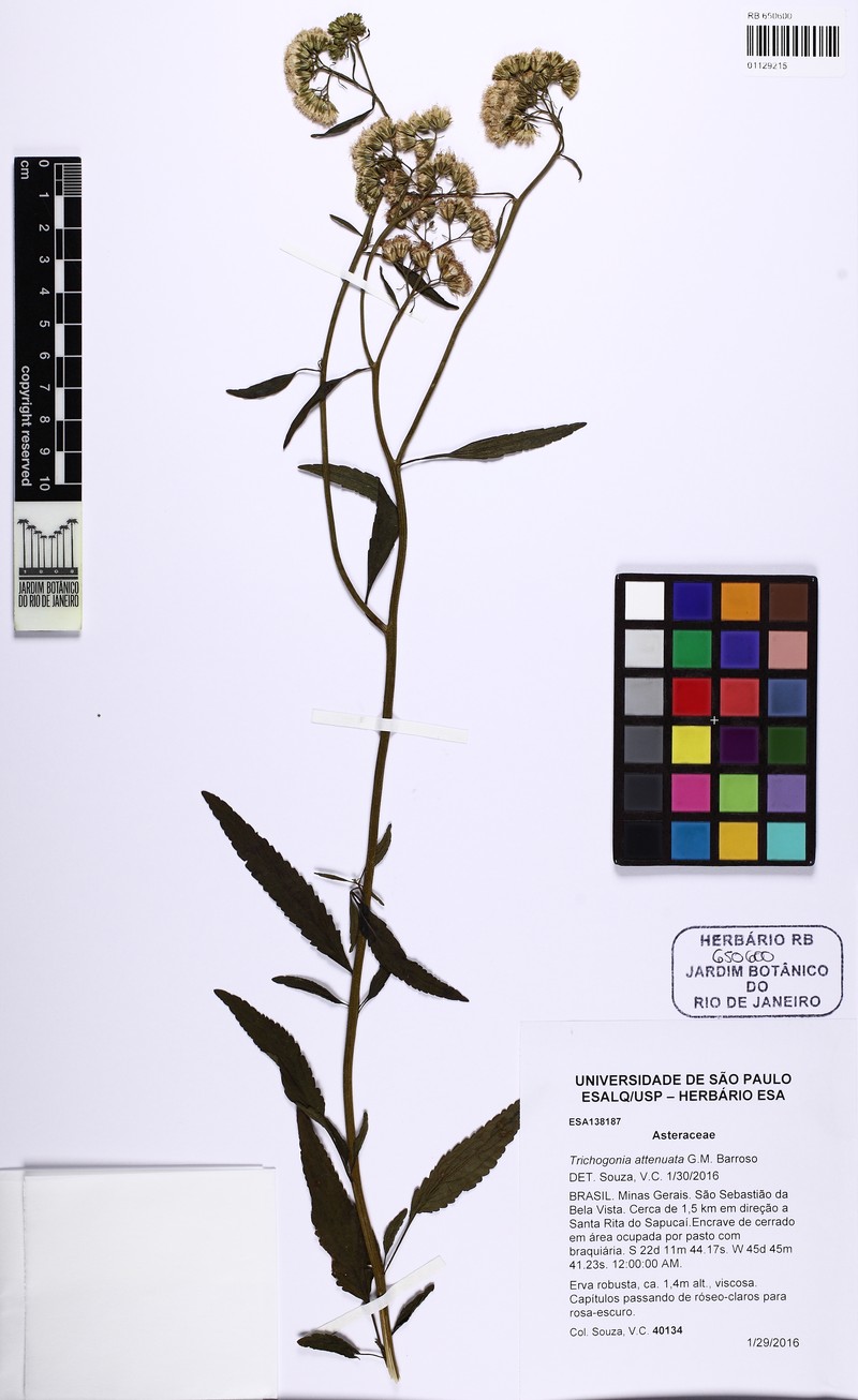 Trichogonia attenuata