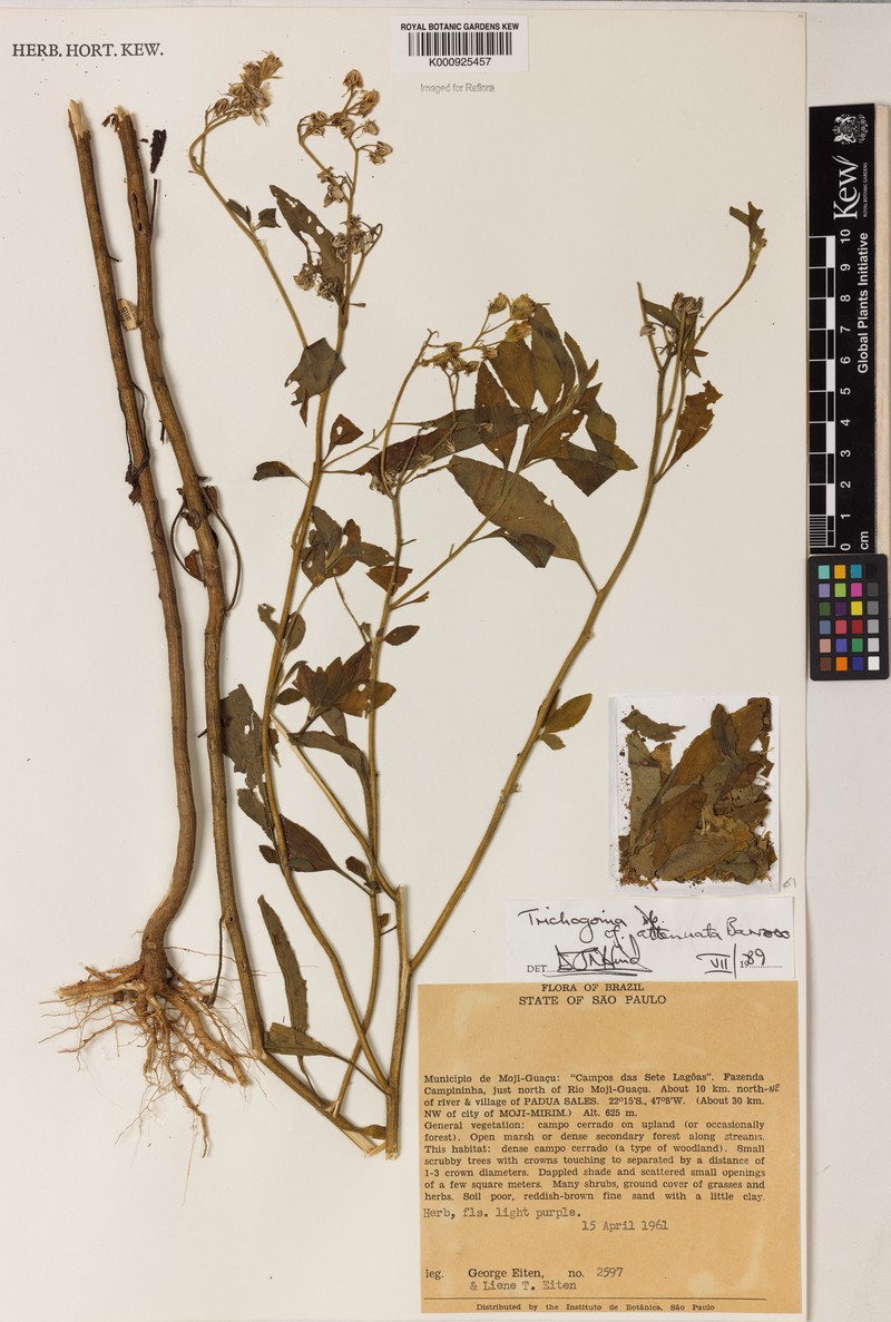Trichogonia attenuata photo 2