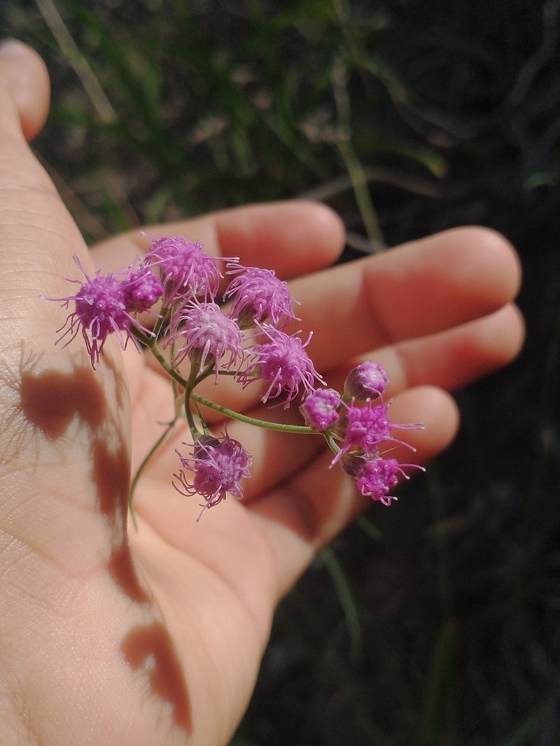 Trichogonia campestris photo 2
