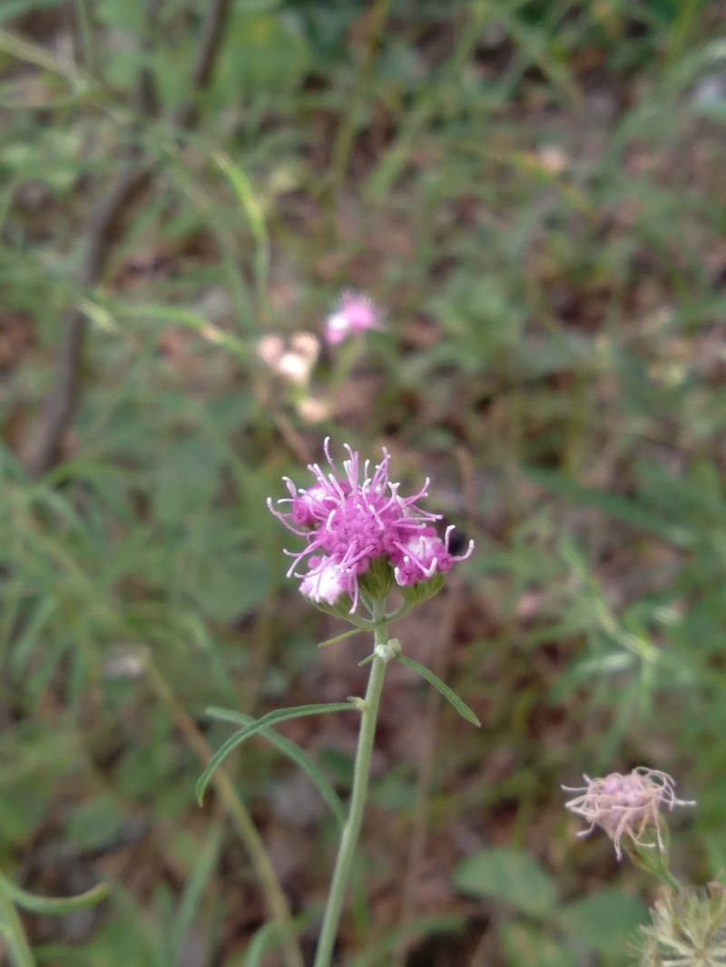 Trichogonia campestris photo 3