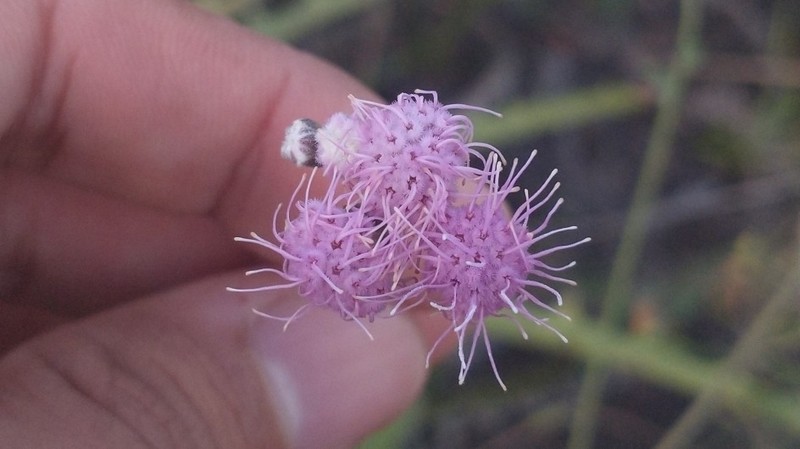 Trichogonia campestris photo 4