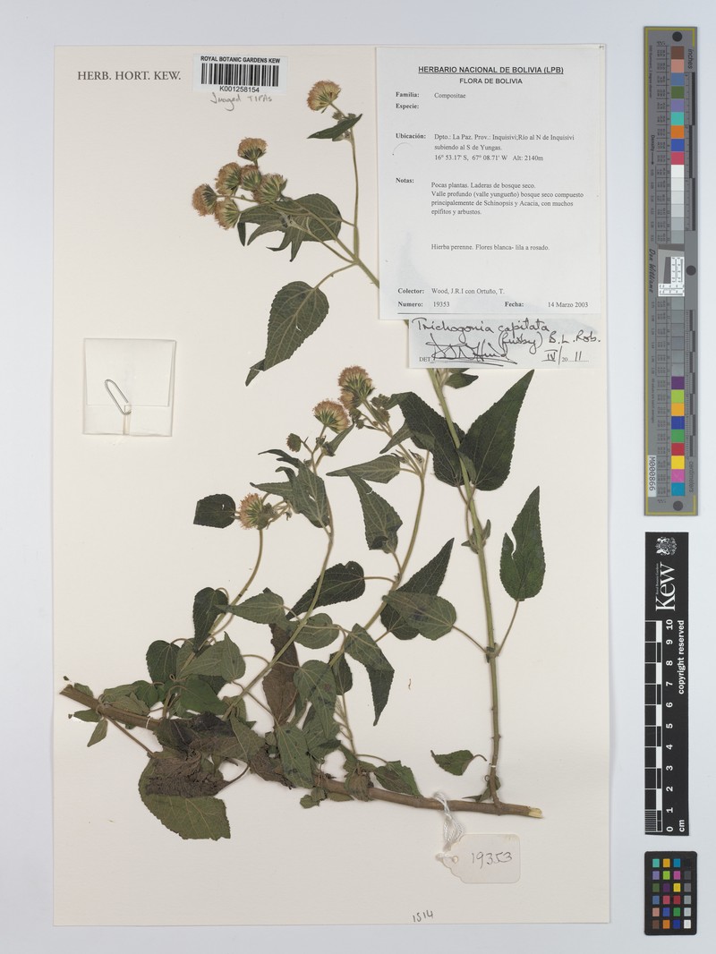 Trichogonia capitata