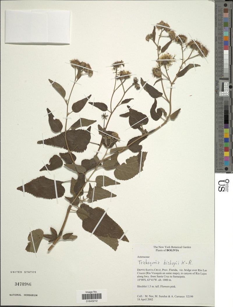Trichogonia capitata photo 2