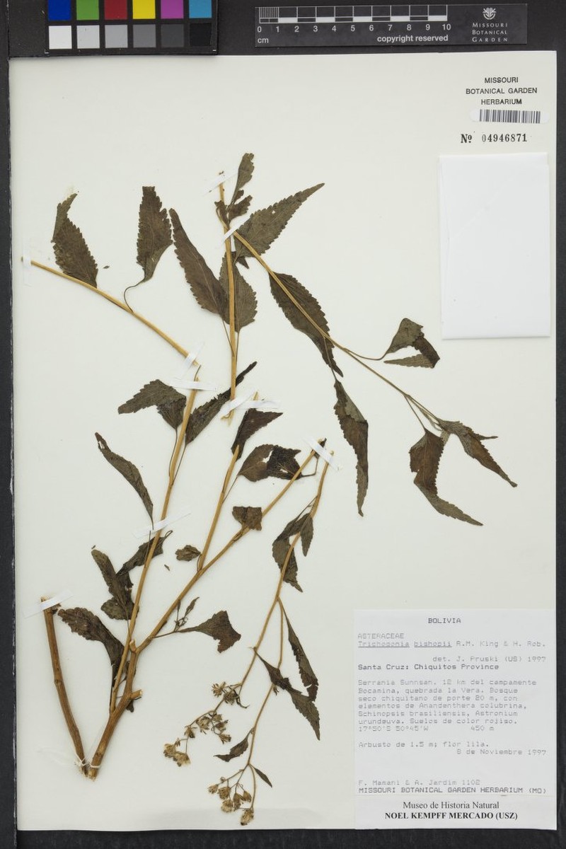 Trichogonia capitata photo 3