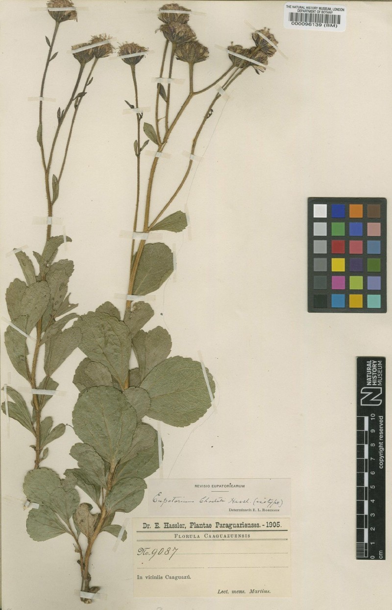 Trichogonia chodatii