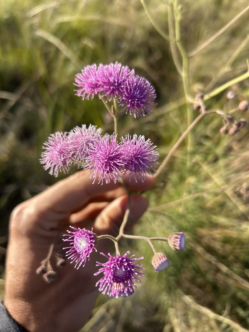 Trichogonia cinerea
