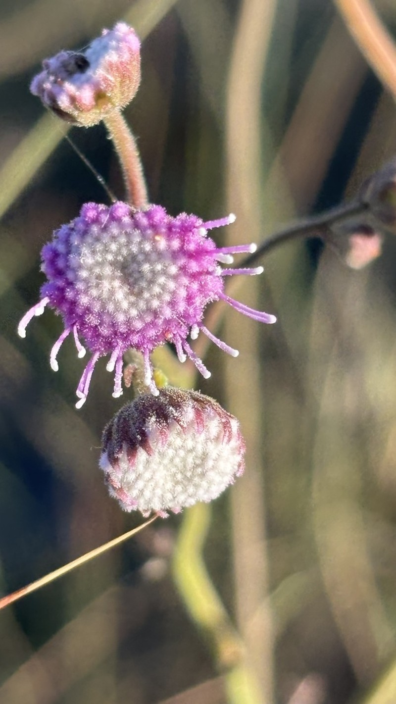 Trichogonia cinerea photo 2