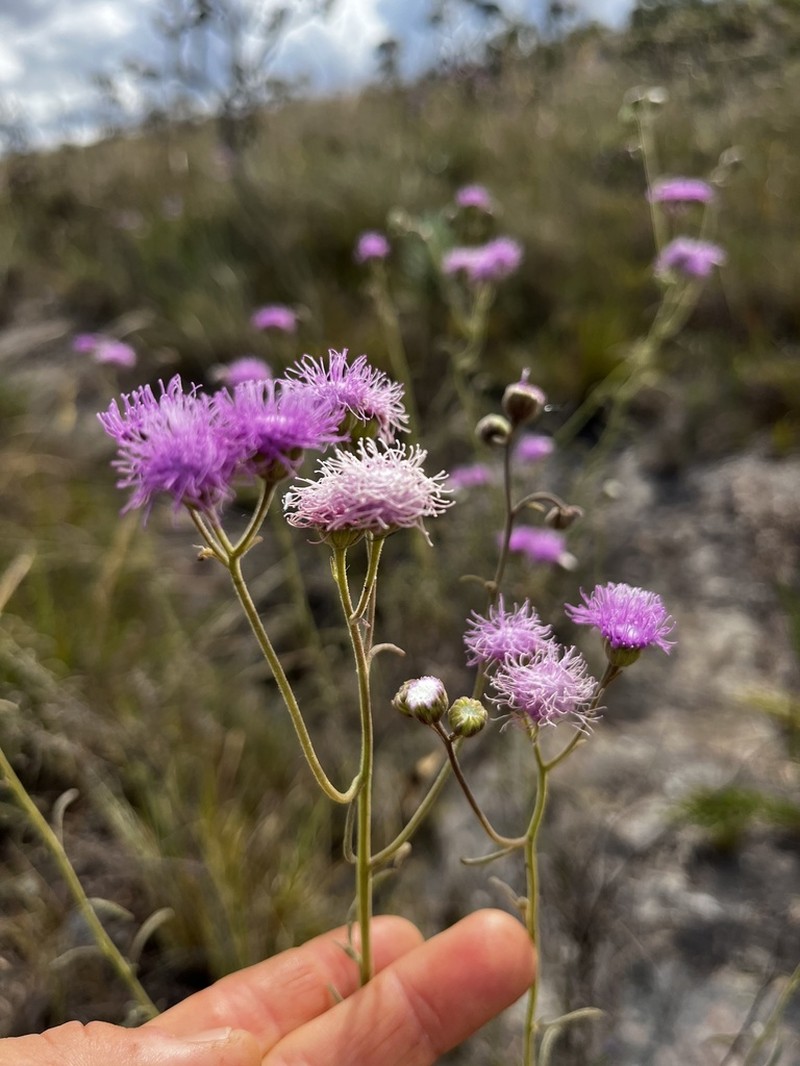Trichogonia cinerea photo 3