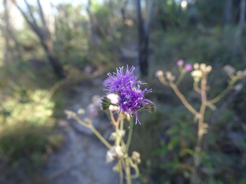Trichogonia cinerea photo 4