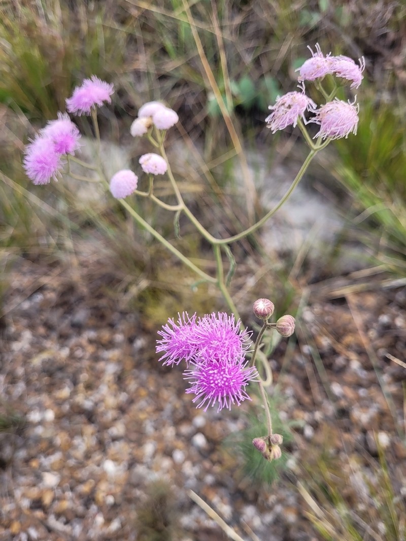 Trichogonia cinerea photo 6