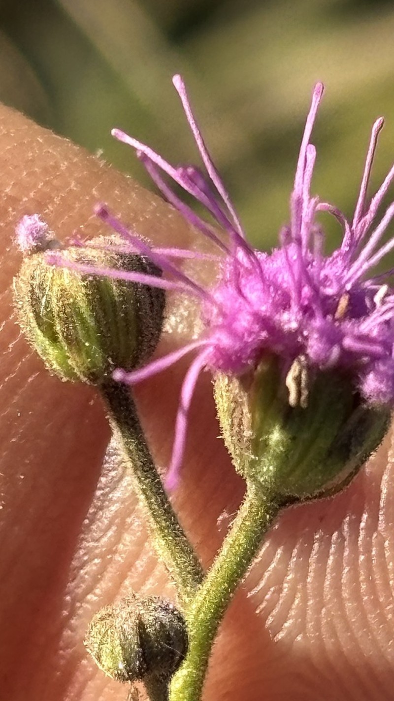 Trichogonia cinerea photo 7