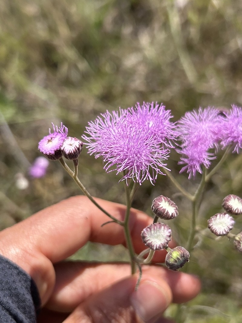 Trichogonia cinerea photo 8