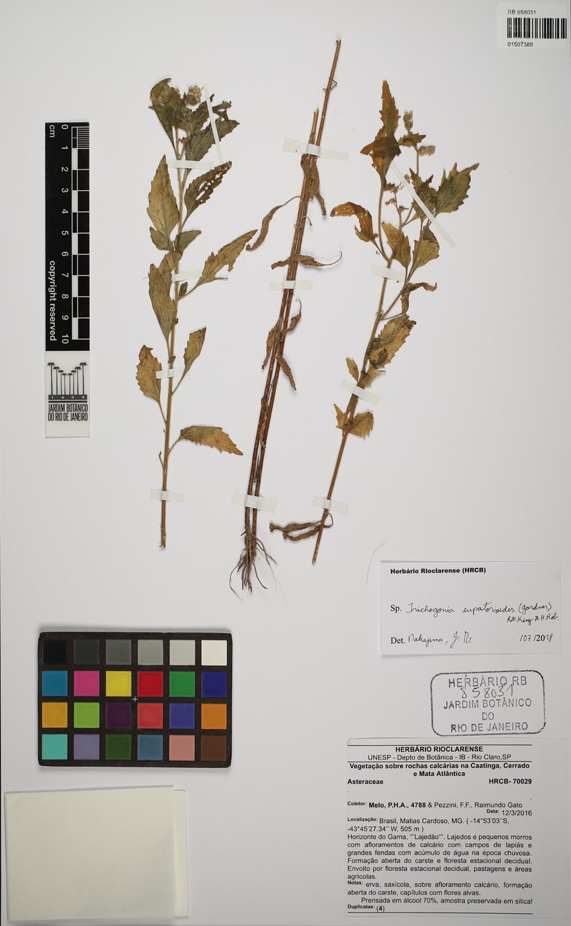 Trichogonia eupatorioides