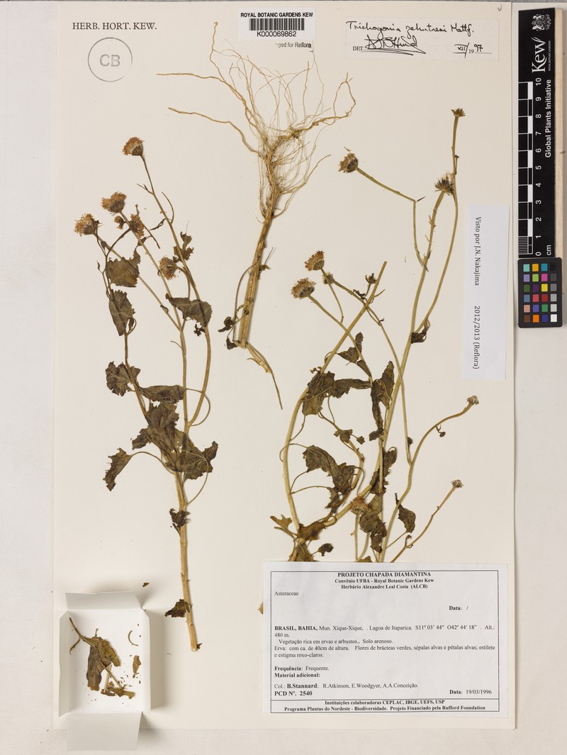 Trichogonia eupatorioides photo 2