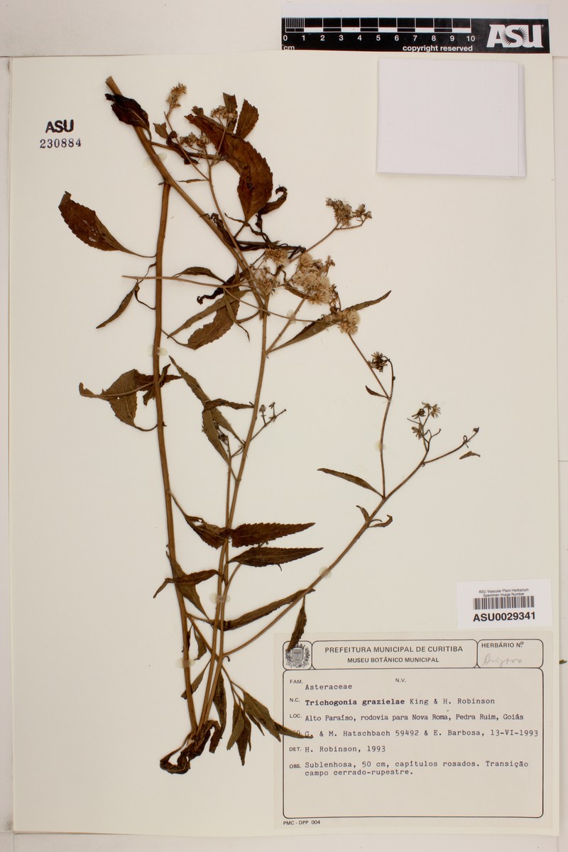 Trichogonia grazielae