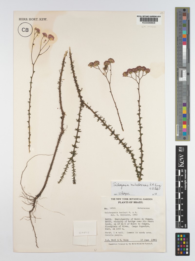 Trichogonia harleyi