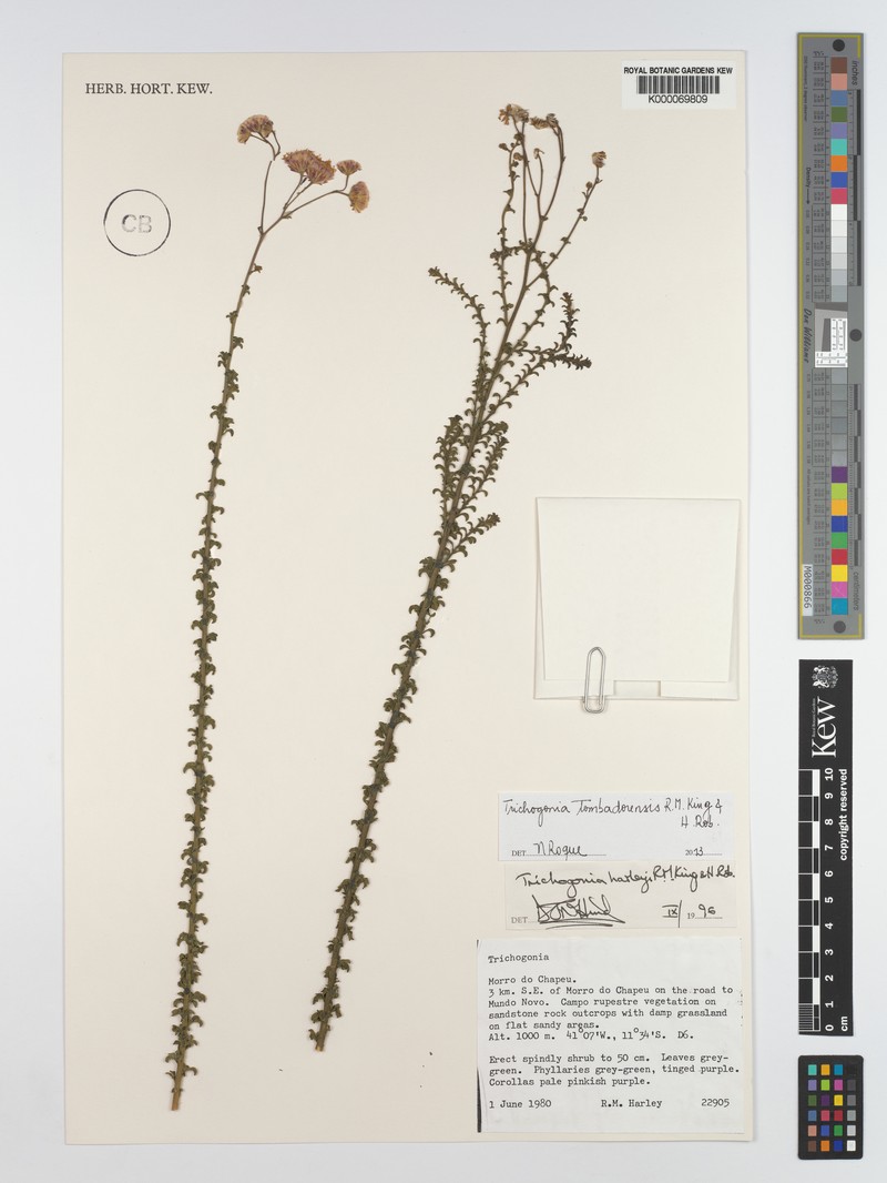 Trichogonia harleyi photo 2