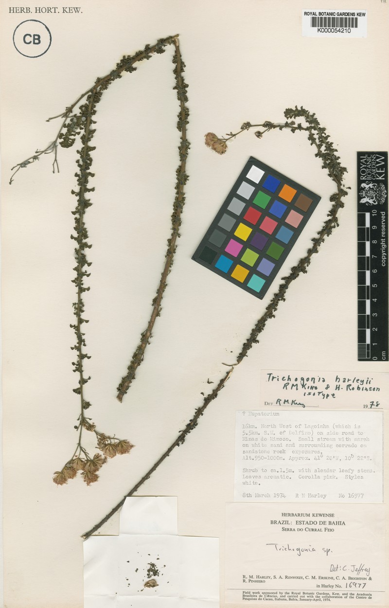 Trichogonia harleyi photo 3