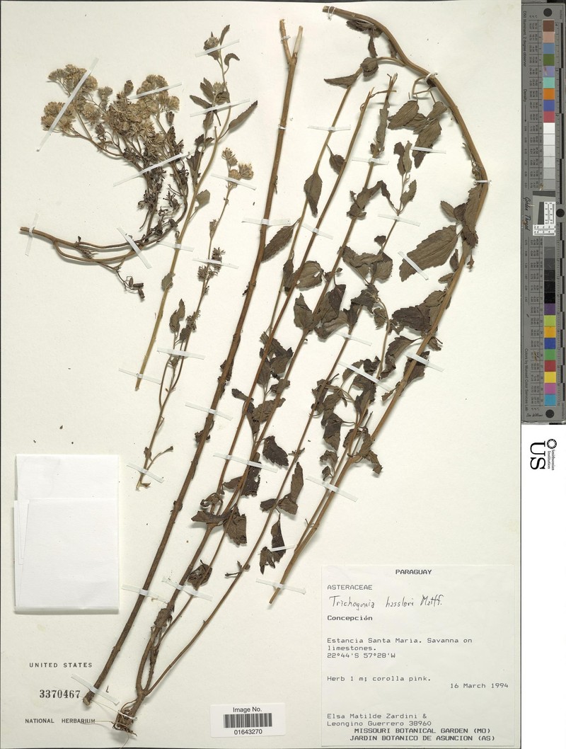 Trichogonia hassleri