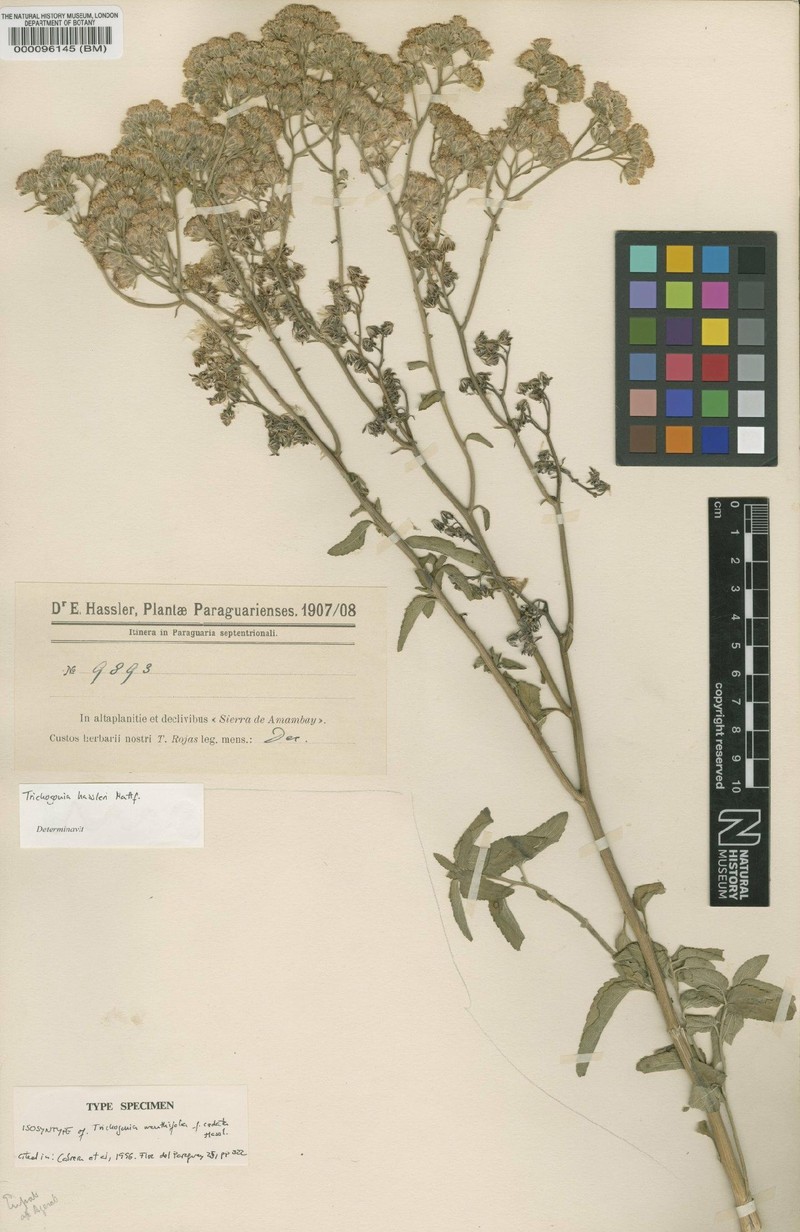 Trichogonia hassleri photo 2
