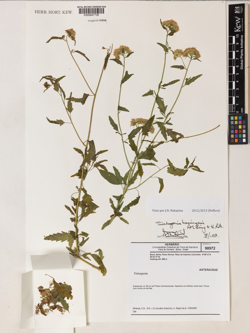 Trichogonia heringeri