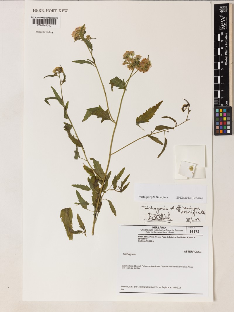 Trichogonia heringeri photo 2