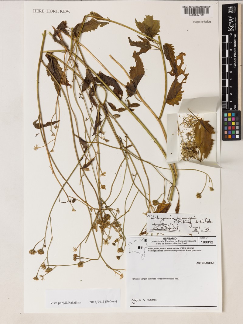Trichogonia heringeri photo 3