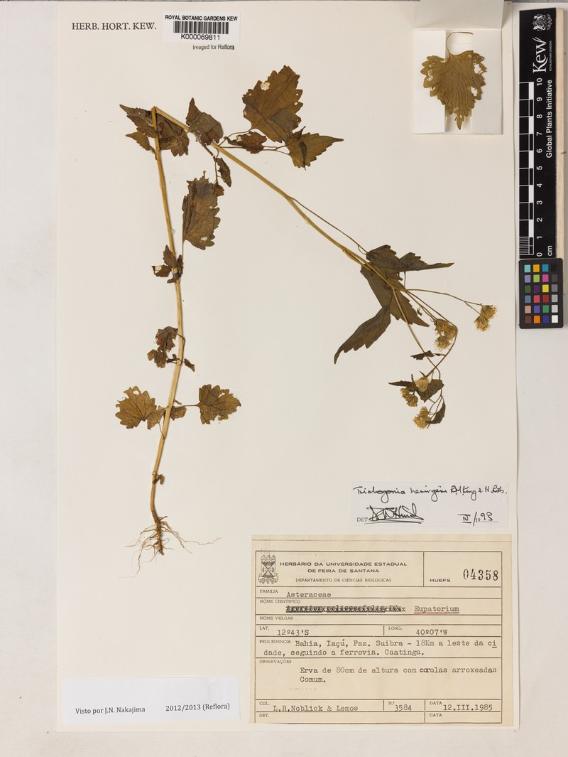 Trichogonia heringeri photo 4