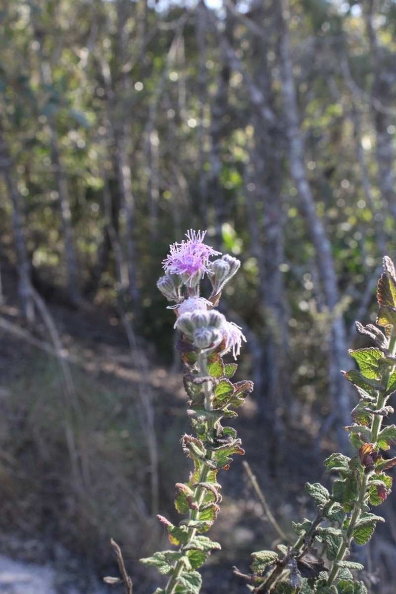 Trichogonia hirtiflora