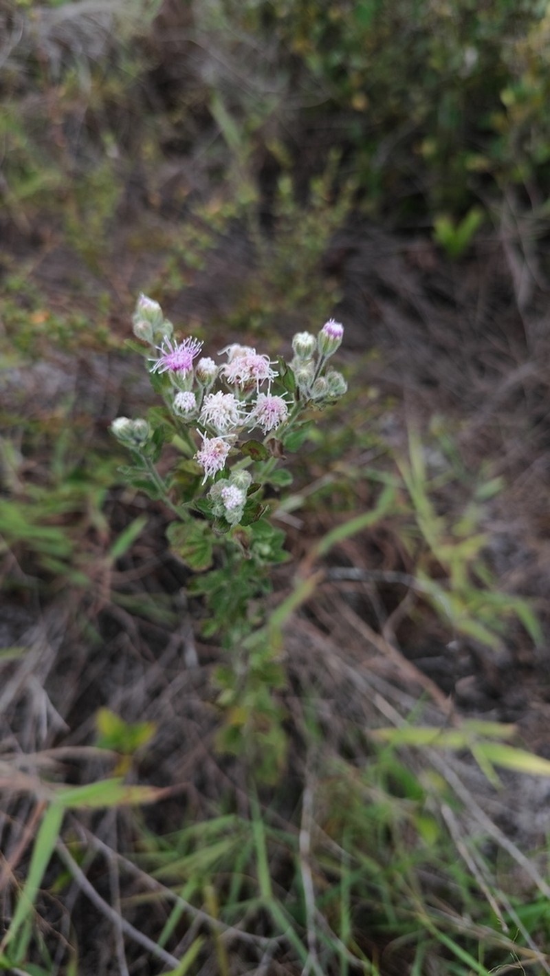 Trichogonia hirtiflora photo 2