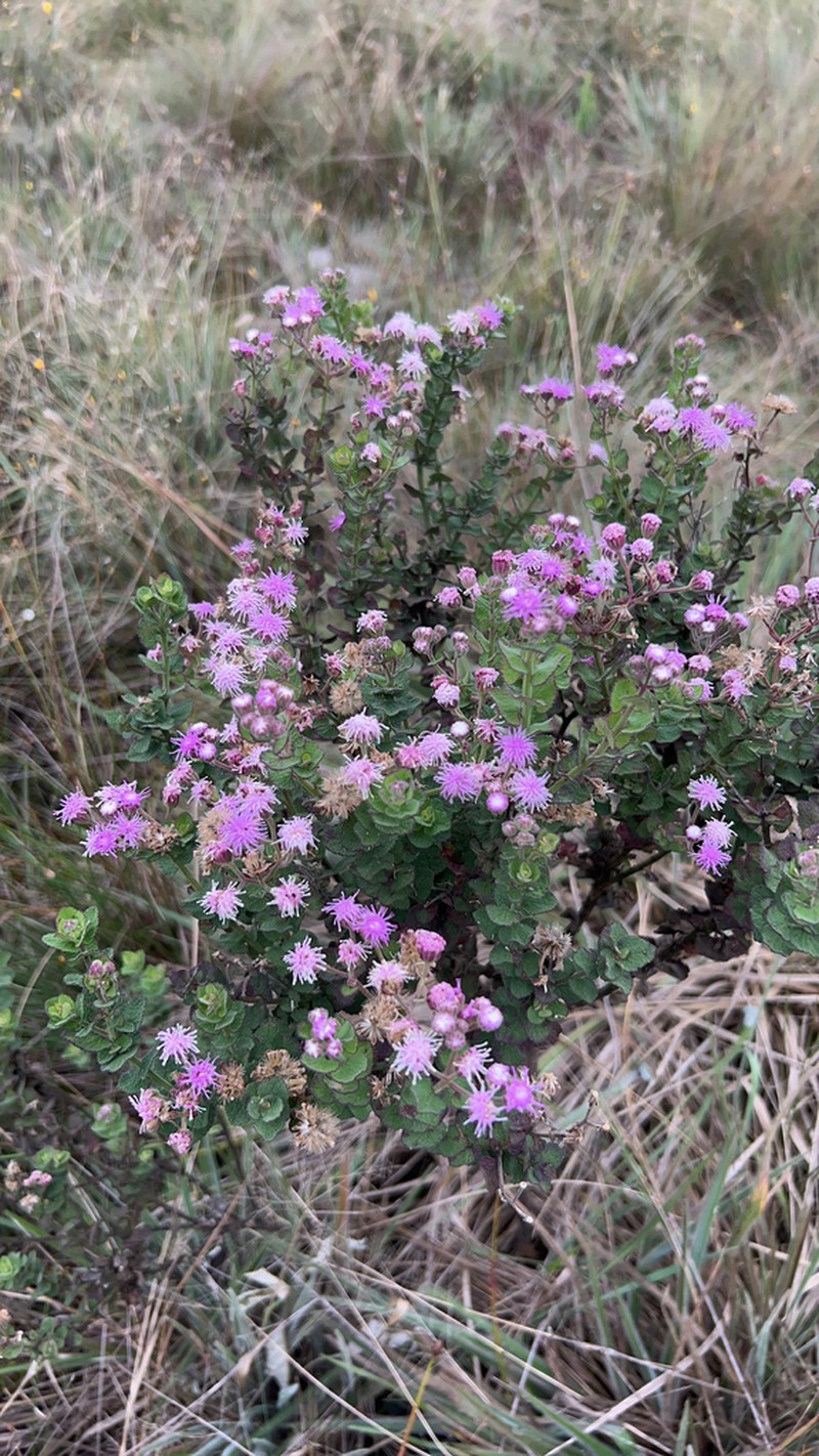 Trichogonia hirtiflora photo 3