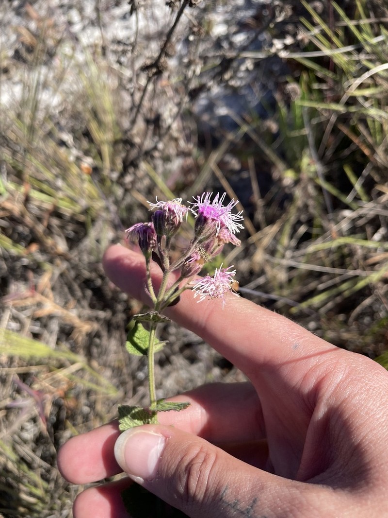 Trichogonia hirtiflora photo 4