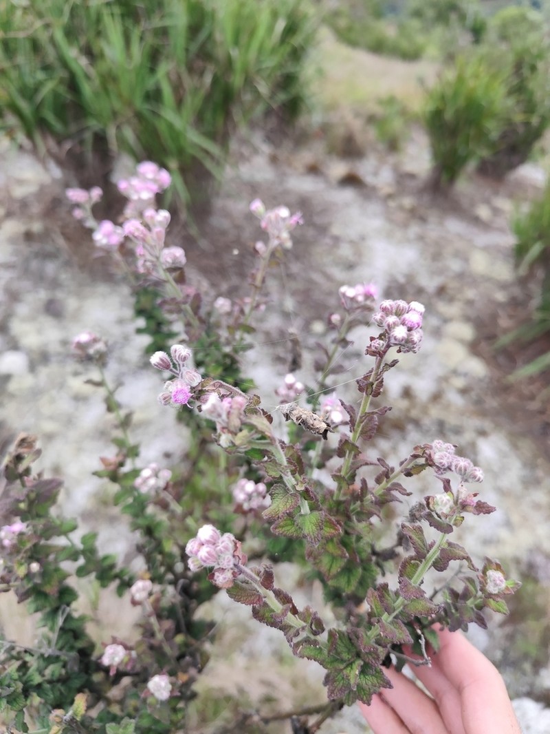 Trichogonia hirtiflora photo 5