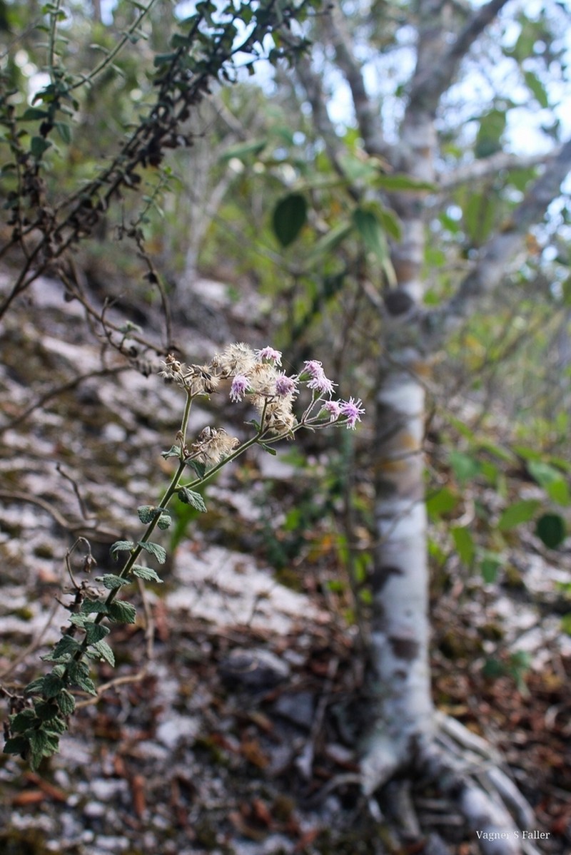 Trichogonia hirtiflora photo 6