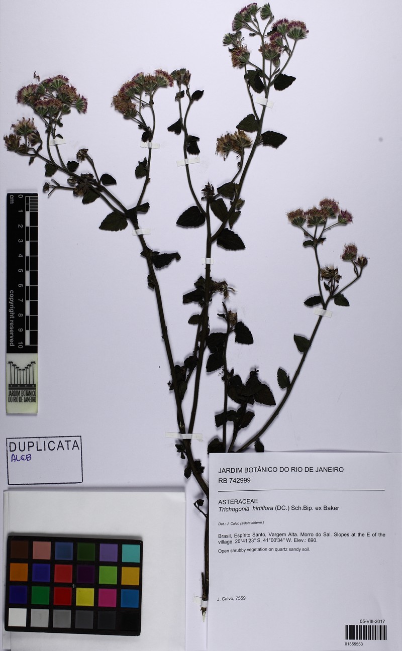 Trichogonia hirtiflora photo 7