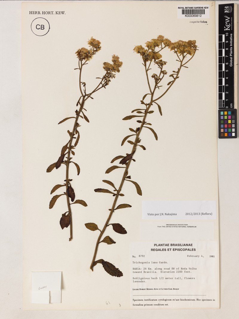 Trichogonia laxa