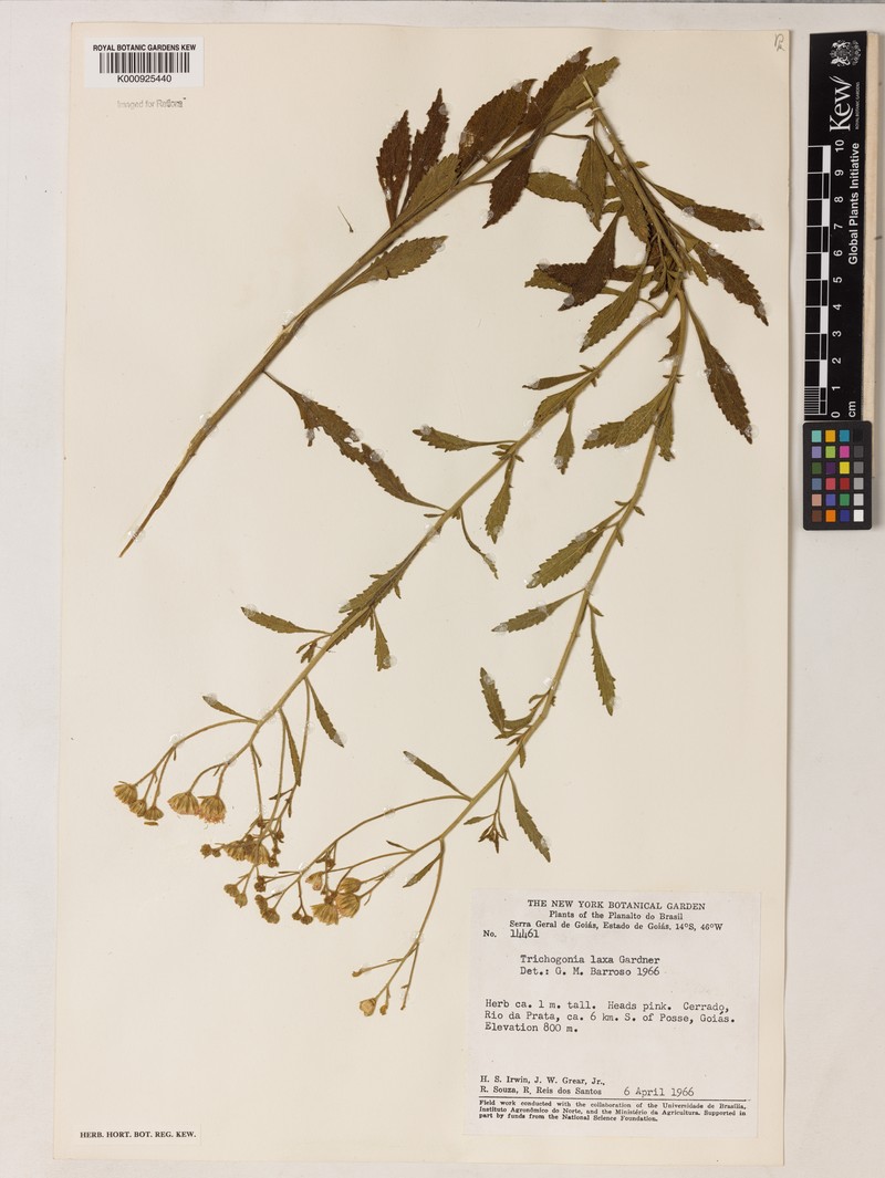 Trichogonia laxa photo 2