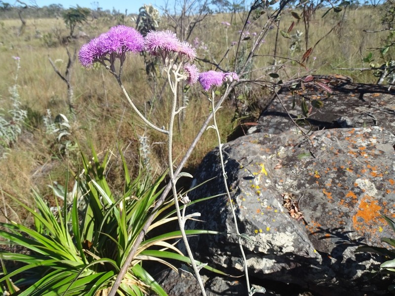 Trichogonia prancei