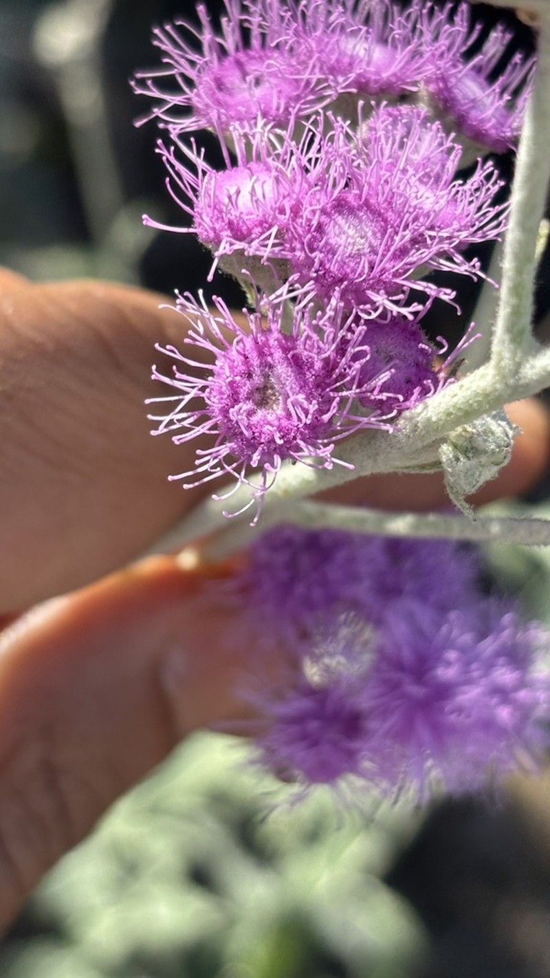 Trichogonia prancei photo 3