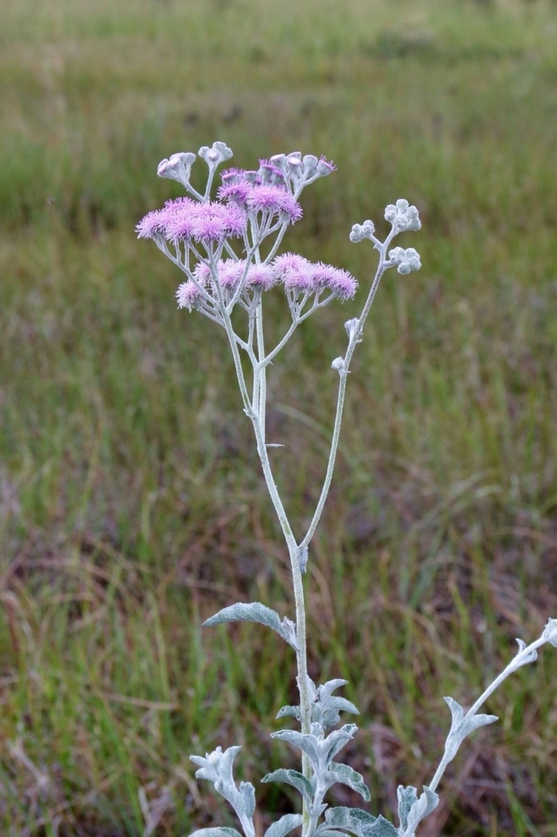 Trichogonia prancei photo 4