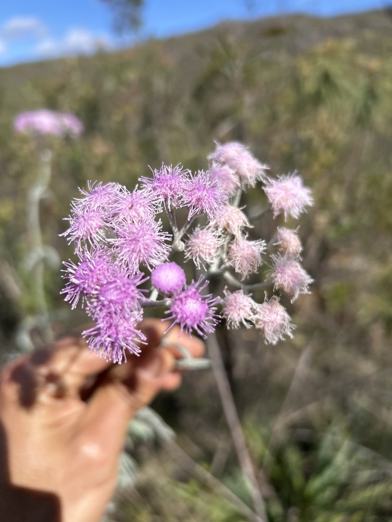 Trichogonia prancei photo 5
