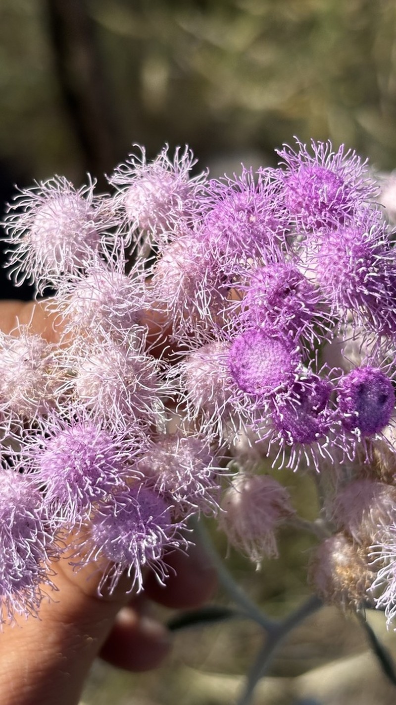 Trichogonia prancei photo 6
