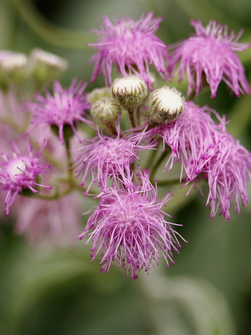 Trichogonia prancei photo 7