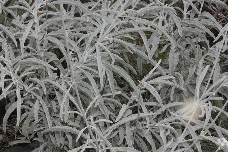 Trichogonia prancei photo 8