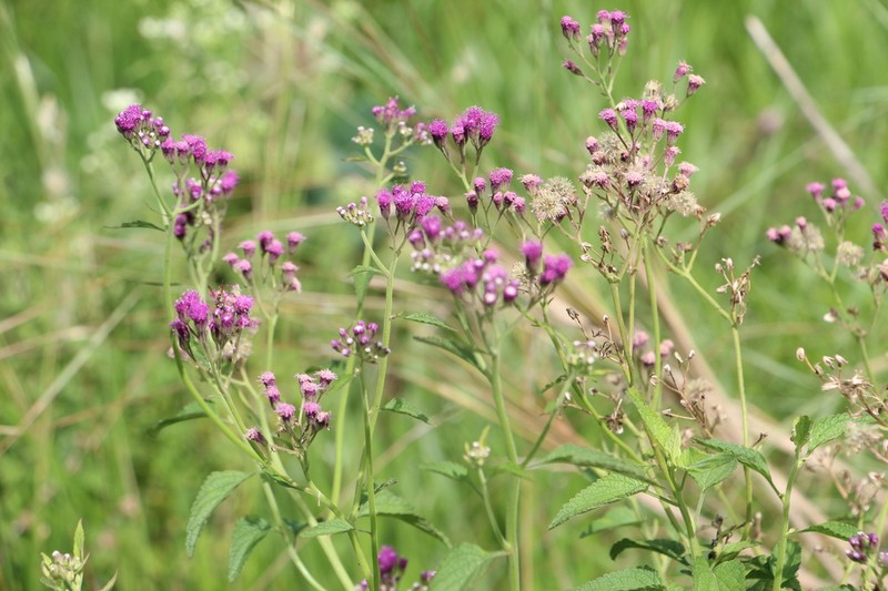 Trichogonia salviifolia