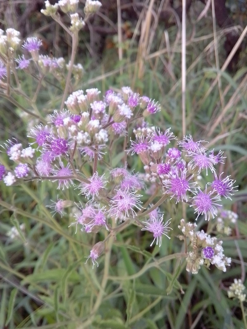 Trichogonia salviifolia photo 2