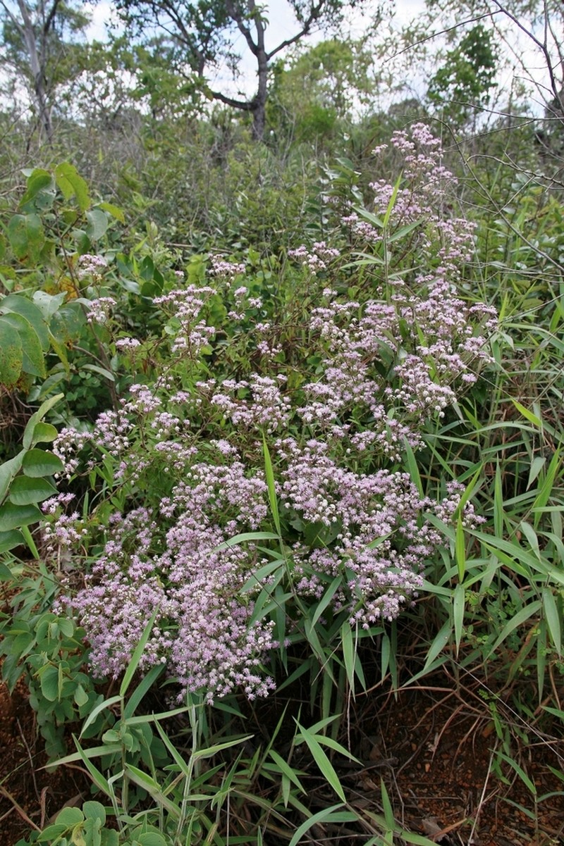 Trichogonia salviifolia photo 3
